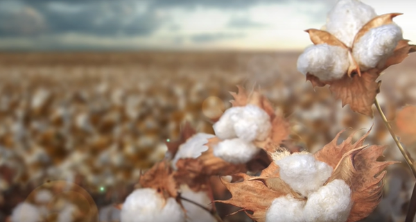 BETTER COTTON (BCI)