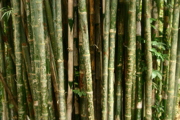 BAMBOO