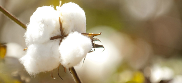 PIMA COTTON